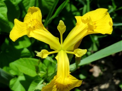 Sumpf-Schwertlilie (Iris pseudacorus) am Kraichbach Hockenheim