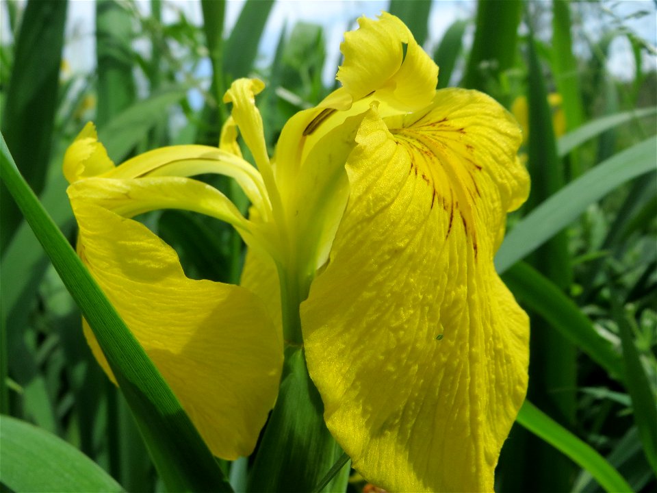 Sumpf-Schwertlilie (Iris pseudacorus) im Landschaftsschutzgebiet Hockenheimer Rheinbogen
