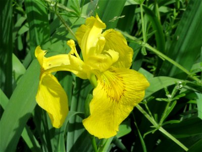 Sumpf-Schwertlilie (Iris pseudacorus) im Landschaftsschutzgebiet Hockenheimer Rheinbogen