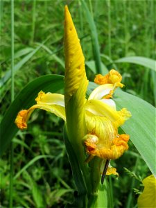 Sumpf-Schwertlilie (Iris pseudacorus) im Landschaftsschutzgebiet Hockenheimer Rheinbogen