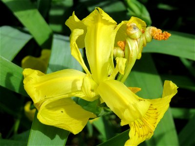 Sumpf-Schwertlilie (Iris pseudacorus) im Landschaftsschutzgebiet Hockenheimer Rheinbogen photo
