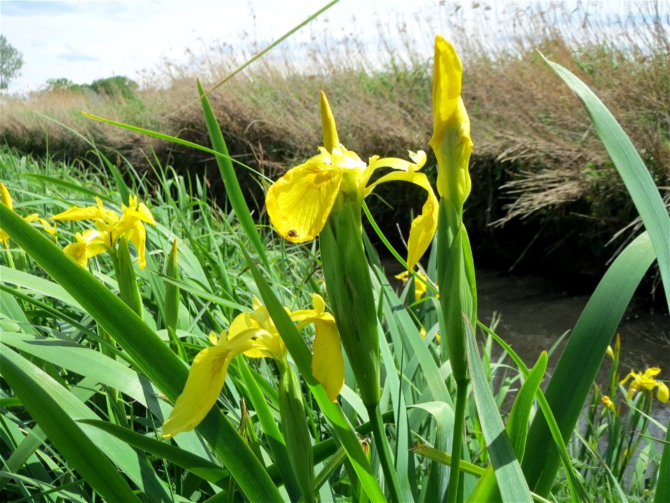 Sumpf-Schwertlilie (Iris pseudacorus) im Naturschutzgebiet Bachwiesen/Leopoldswiesen im Hockenheimer Rheinbogen
