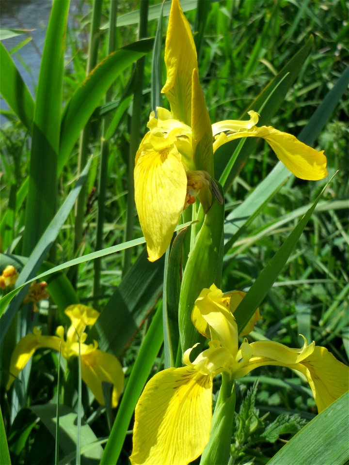 Sumpf-Schwertlilie (Iris pseudacorus) im Naturschutzgebiet Bachwiesen/Leopoldswiesen im Hockenheimer Rheinbogen