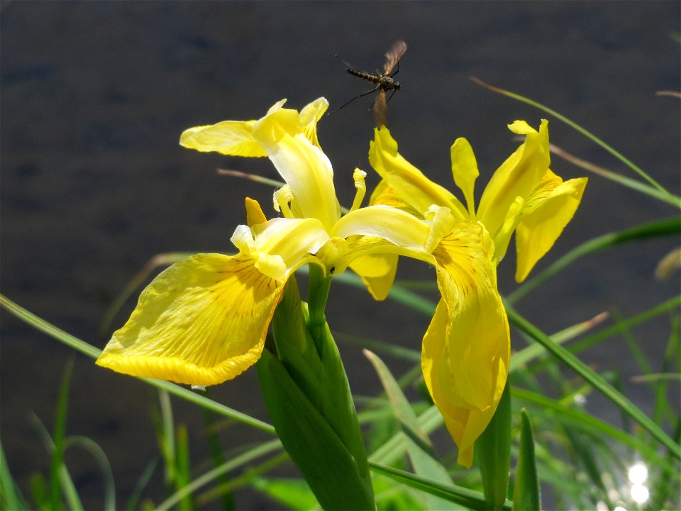Sumpf-Schwertlilie (Iris pseudacorus) im Naturschutzgebiet Bachwiesen/Leopoldswiesen im Hockenheimer Rheinbogen photo