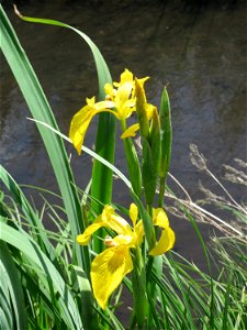 Sumpf-Schwertlilie (Iris pseudacorus) im Naturschutzgebiet Bachwiesen/Leopoldswiesen im Hockenheimer Rheinbogen photo