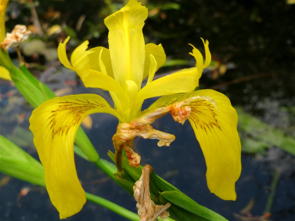 Sumpf-Schwertlilie (Iris pseudacorus) am Staden in Saarbrücken