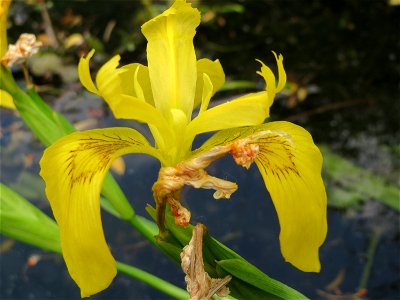 Sumpf-Schwertlilie (Iris pseudacorus) am Staden in Saarbrücken photo