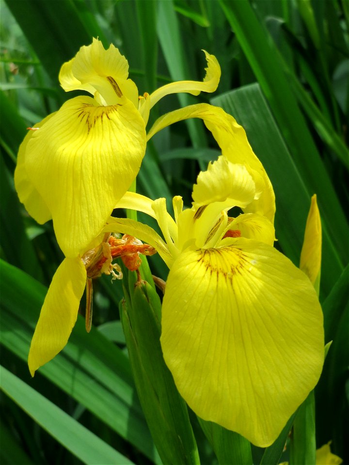 Sumpf-Schwertlilie (Iris pseudacorus) am Staden in Saarbrücken