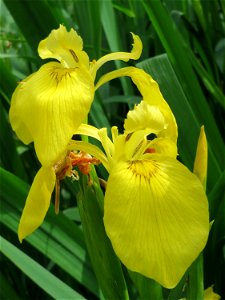 Sumpf-Schwertlilie (Iris pseudacorus) am Staden in Saarbrücken photo