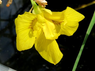Sumpf-Schwertlilie (Iris pseudacorus) am Staden in Saarbrücken