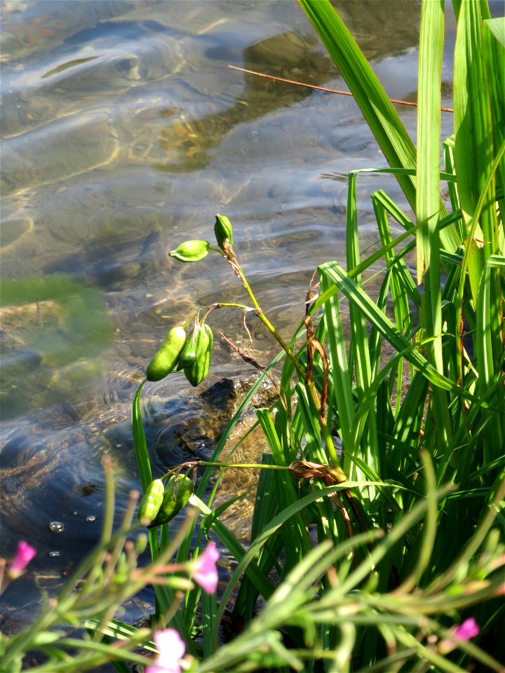 Sumpf-Schwertlilie (Iris pseudacorus) am Schalkenmehrener Maar