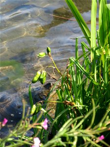 Sumpf-Schwertlilie (Iris pseudacorus) am Schalkenmehrener Maar photo