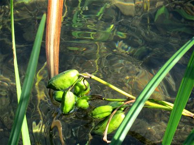 Sumpf-Schwertlilie (Iris pseudacorus) am Schalkenmehrener Maar photo