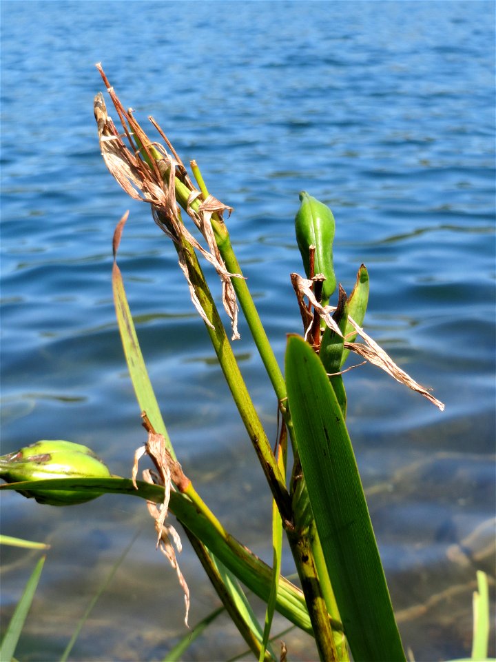 Sumpf-Schwertlilie (Iris pseudacorus) am Schalkenmehrener Maar