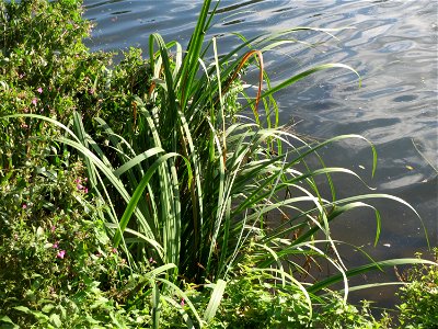 Sumpf-Schwertlilie (Iris pseudacorus) an der Saar in Saarbrücken
