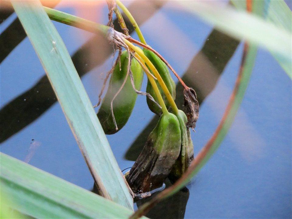 Sumpf-Schwertlilie (Iris pseudacorus) an der Saar in Saarbrücken