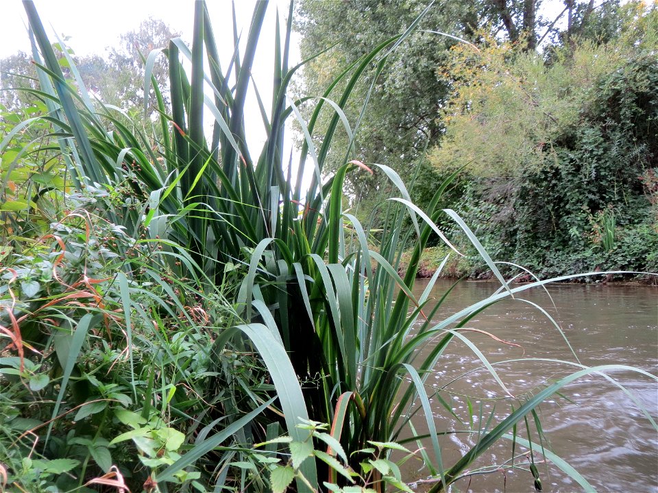 Sumpf-Schwertlilie (Iris pseudacorus) am Kraichbach in Hockenheim