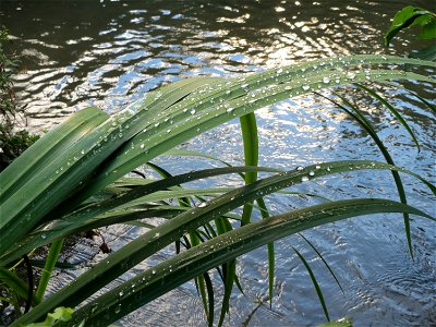 Sumpf-Schwertlilie (Iris pseudacorus) am Kraichbach in Hockenheim