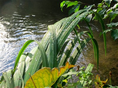 Sumpf-Schwertlilie (Iris pseudacorus) am Kraichbach in Hockenheim