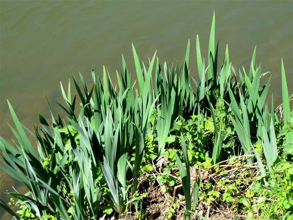 Sumpf-Schwertlilie (Iris pseudacorus) am Staden in Saarbrücken