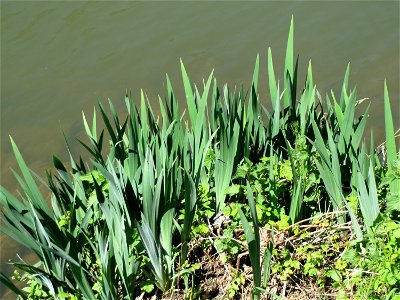 Sumpf-Schwertlilie (Iris pseudacorus) am Staden in Saarbrücken photo