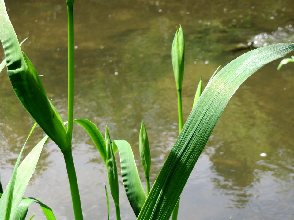 Sumpf-Schwertlilie (Iris pseudacorus) am Kraichbach in Hockenheim