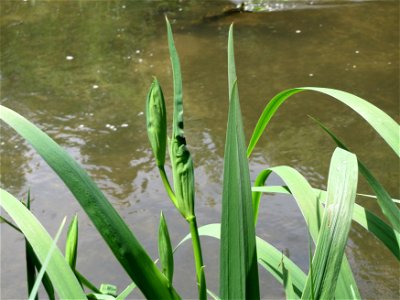 Sumpf-Schwertlilie (Iris pseudacorus) am Kraichbach in Hockenheim