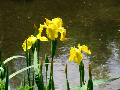 Sumpf-Schwertlilie (Iris pseudacorus) am Kraichbach in Hockenheim