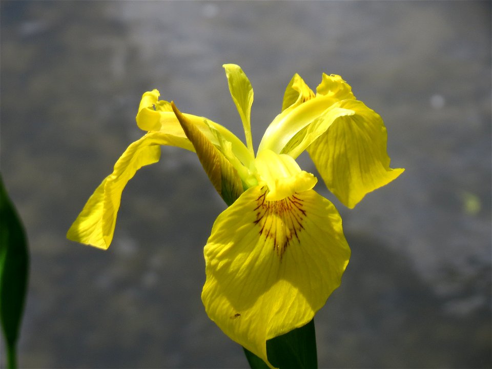 Sumpf-Schwertlilie (Iris pseudacorus) am Kraichbach in Hockenheim