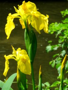 Sumpf-Schwertlilie (Iris pseudacorus) am Kraichbach in Hockenheim