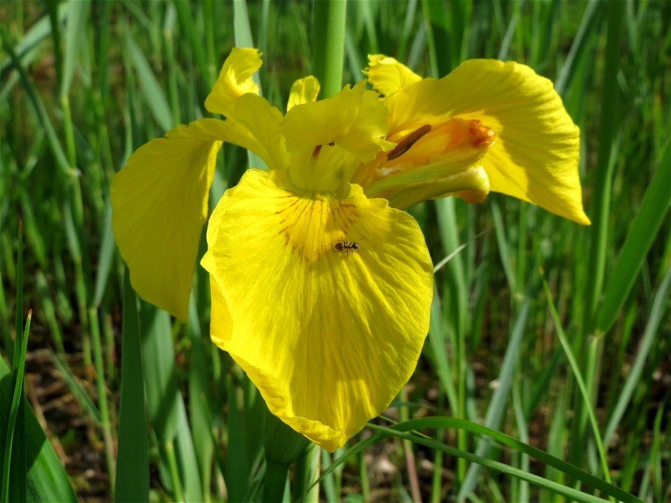Sumpf-Schwertlilie (Iris pseudacorus) im Landesgartenschaupark Hockenheim