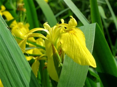 Sumpf-Schwertlilie (Iris pseudacorus) am Staden in Saarbrücken