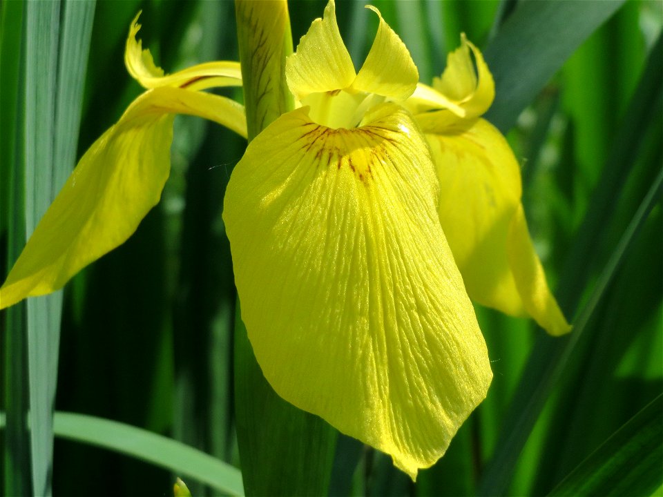 Sumpf-Schwertlilie (Iris pseudacorus) am Staden in Saarbrücken