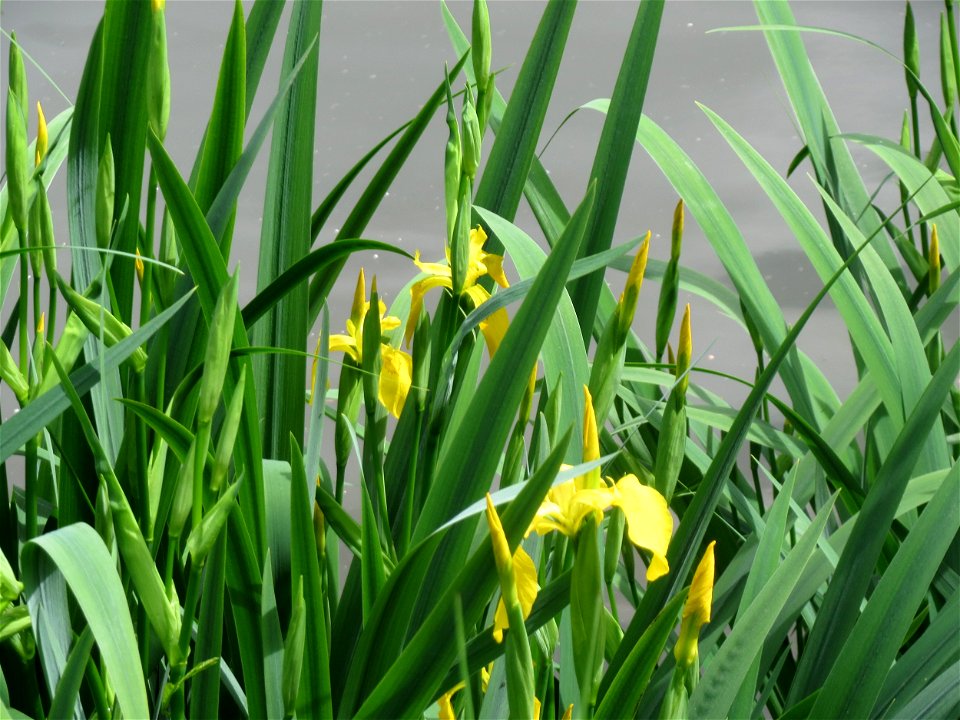 Sumpf-Schwertlilie (Iris pseudacorus) an der Saar in Saarbrücken