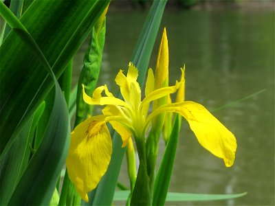 Sumpf-Schwertlilie (Iris pseudacorus) an der Saar in Saarbrücken