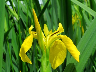 Sumpf-Schwertlilie (Iris pseudacorus) an der Saar in Saarbrücken