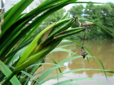 Sumpf-Schwertlilie (Iris pseudacorus) an der Saar in Saarbrücken