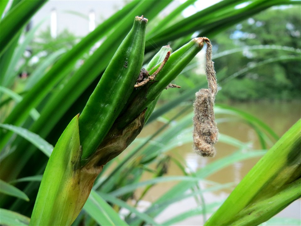 Sumpf-Schwertlilie (Iris pseudacorus) an der Saar in Saarbrücken