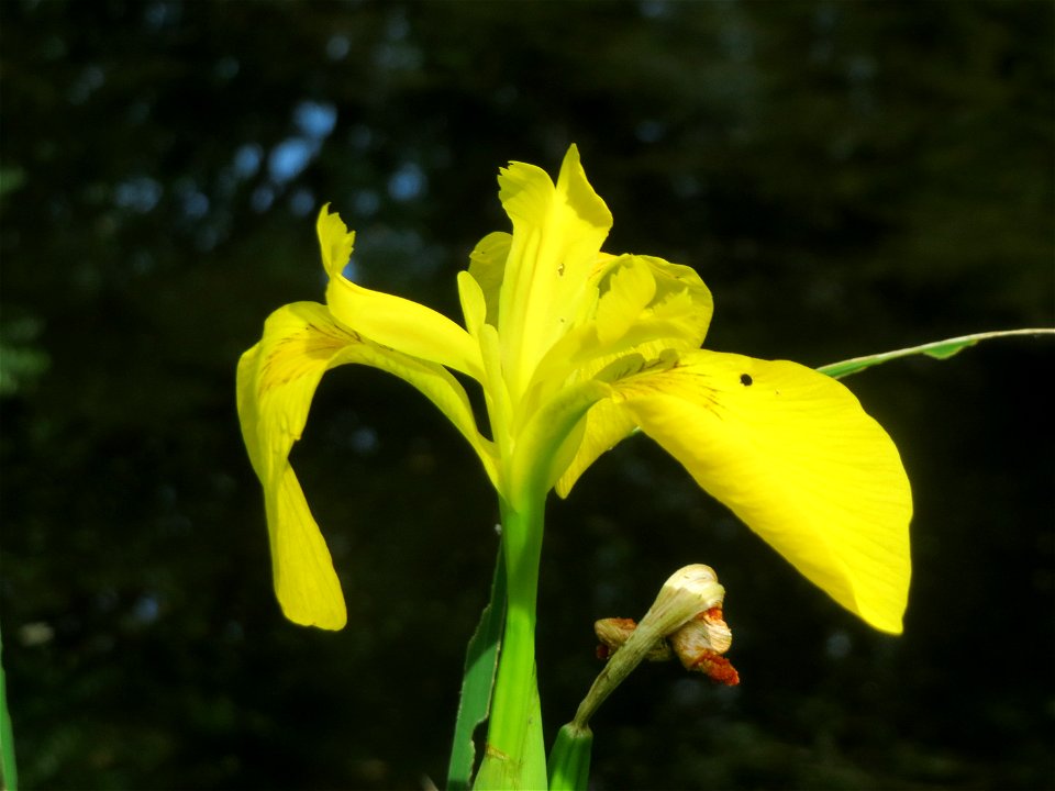 Sumpf-Schwertlilie (Iris pseudacorus) im Tertiärgarten im Neuenheimer Feld in Heidelberg