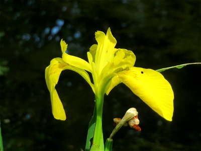 Sumpf-Schwertlilie (Iris pseudacorus) im Tertiärgarten im Neuenheimer Feld in Heidelberg