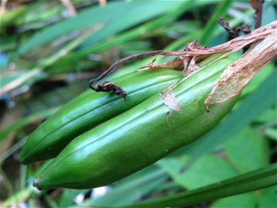Sumpf-Schwertlilie (Iris pseudacorus) im Tertiärgarten im Neuenheimer Feld in Heidelberg