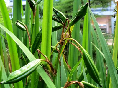 Sumpf-Schwertlilie (Iris pseudacorus) im Tertiärgarten im Neuenheimer Feld in Heidelberg