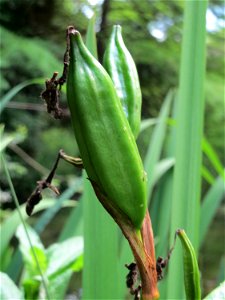 Sumpf-Schwertlilie (Iris pseudacorus) im Tertiärgarten im Neuenheimer Feld in Heidelberg