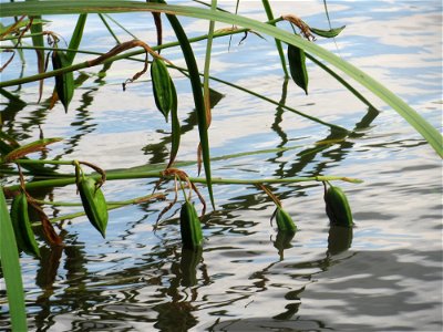 Sumpf-Schwertlilie (Iris pseudacorus) an der Saar in Saarbrücken