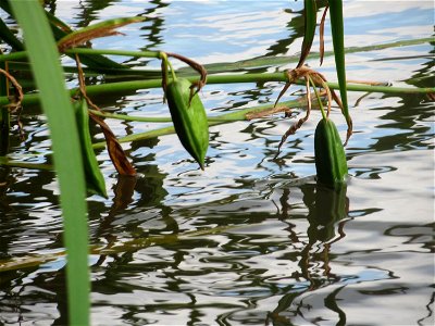 Sumpf-Schwertlilie (Iris pseudacorus) an der Saar in Saarbrücken