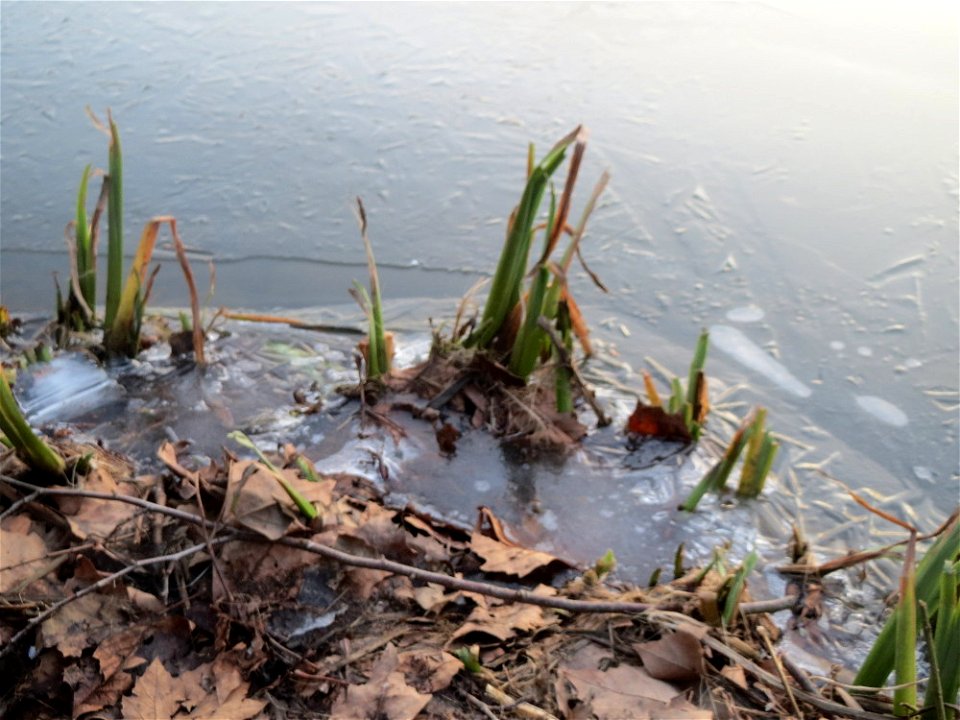 Sumpf-Schwertlilie (Iris pseudacorus) an der Saar in Saarbrücken
