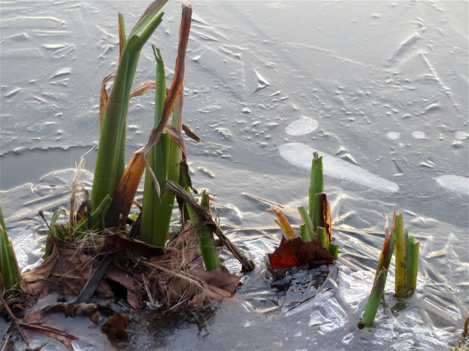 Sumpf-Schwertlilie (Iris pseudacorus) an der Saar in Saarbrücken