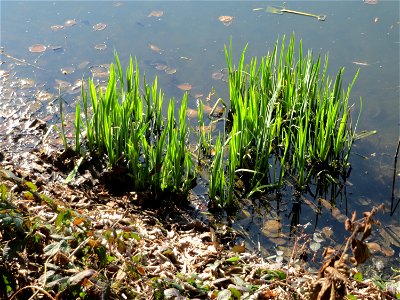 Sumpf-Schwertlilie (Iris pseudacorus) am Drahtzugweiher in Alt-Saarbrücken