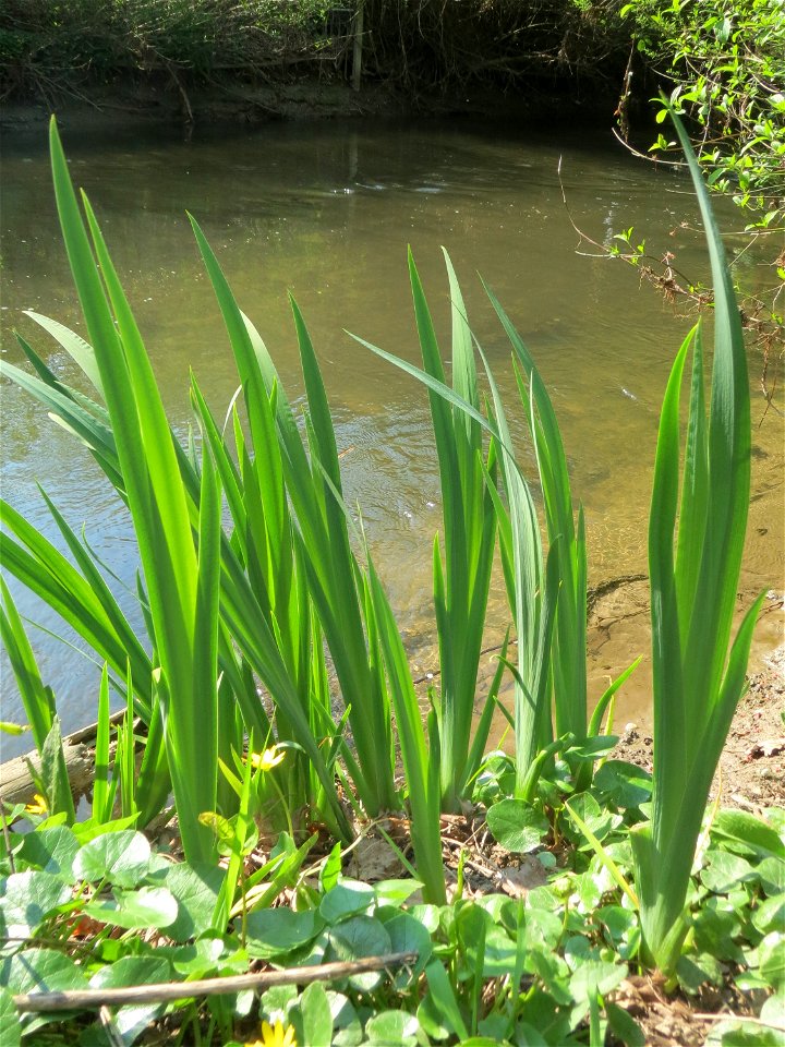 Sumpf-Schwertlilie (Iris pseudacorus) am Kraichbach in Hockenheim - bis zur Blüte braucht sie noch eine Weile