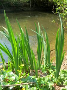 Sumpf-Schwertlilie (Iris pseudacorus) am Kraichbach in Hockenheim - bis zur Blüte braucht sie noch eine Weile